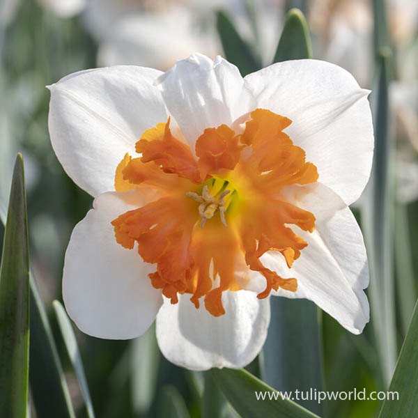 Strawberry Fiesta Daffodil