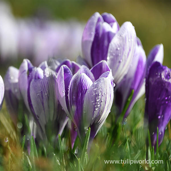 Striped Bird Crocus