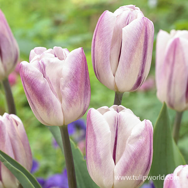 Striped Flag Tulip