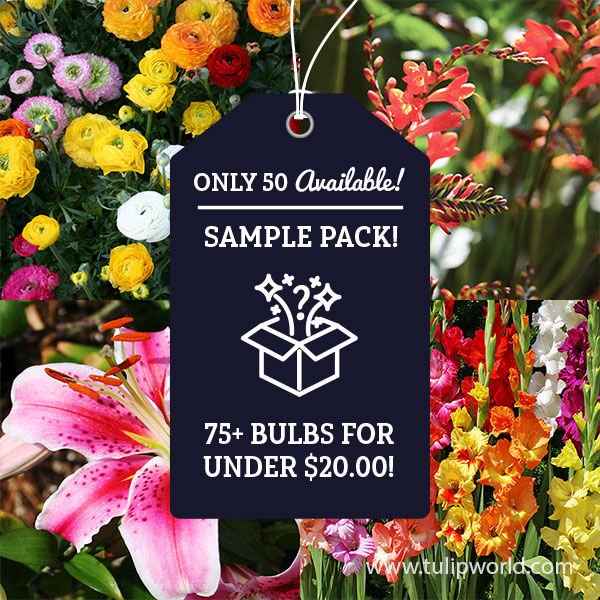Summer Cut Flower Sample Pack