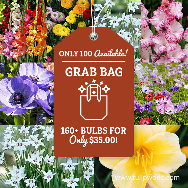 Summer Flower Bulb Grab Bag