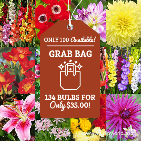 Summer Flower Bulb Grab Bag summer flower bulb grab bag, summer flower bulb deals, best price on flower bulbs, late season flower bulbs