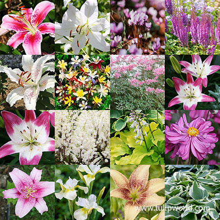 Summer Flowering Lily and Perennial Sampler Pack summer flowering lilies, summer perennials to plant, perennial roots for sale, stargazer lilies, Asiatic lilies, astilbe roots, hosta roots, columbine roots, iris roots
