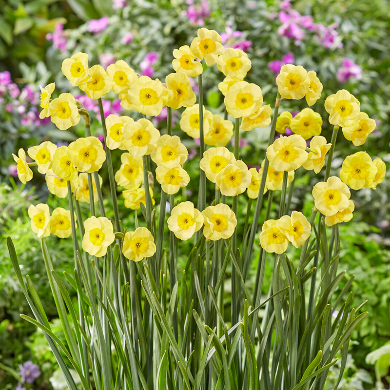 Sun Disc Daffodil 
