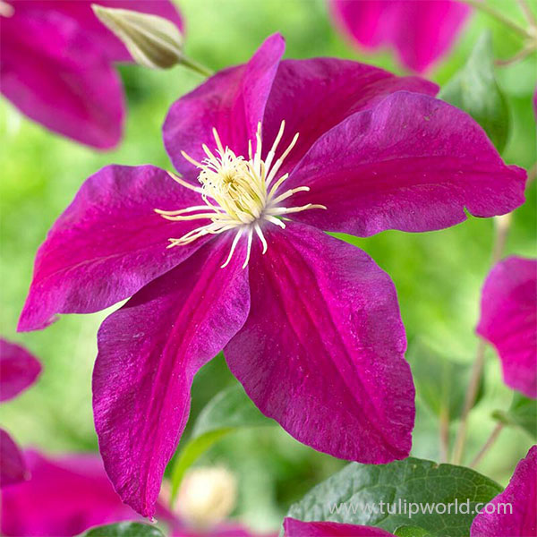 Sunset Pre-Potted Clematis
