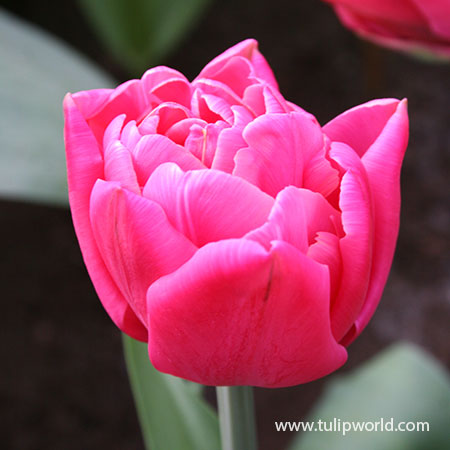 Sunset Tropical Double Tulip bright pink tulips, double flowering tulips, peony flowering tulips, tulips that look like peonies, late spring tulips, best tulips for sale online, tulips for sale, tulip bulbs for sale 