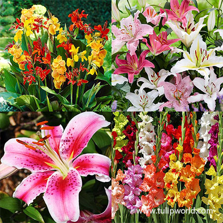 Superb Summer Garden Collection summer blooming flower bulbs, spring planted bulbs, gladiolus bulbs, summer garden flowers, stargazer lilies, Oriental lilies, canna lilies