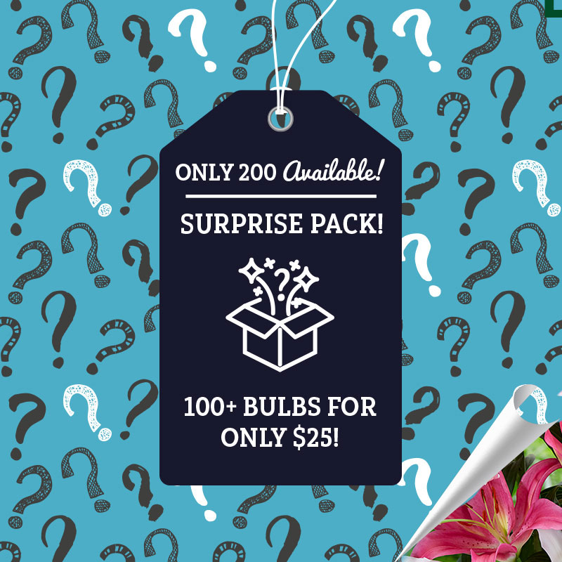 Surprise Summer Pack