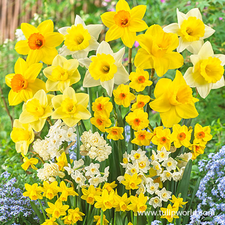 Sweet Aroma Daffodil Blend - 32200