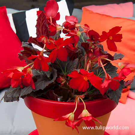 Switzerland Dark Leaf Red Begonia - 21130