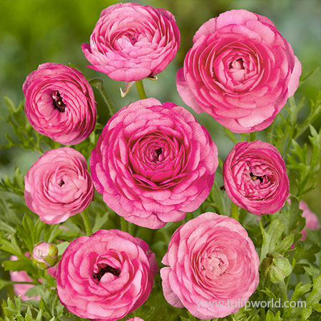 Tecolote® Ranunculus Pink 