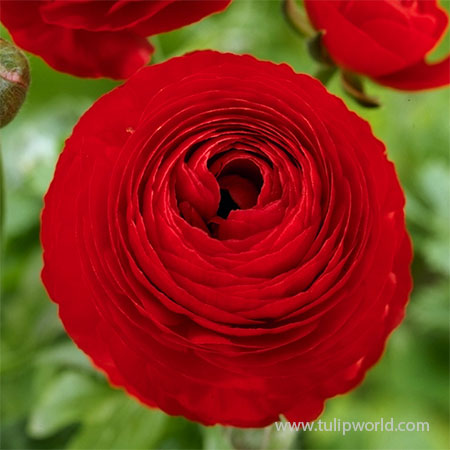 Tecolote® Ranunculus Red - 28107