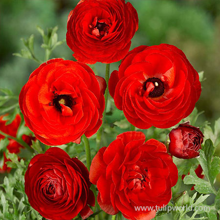 Tecolote® Ranunculus Red - 28107