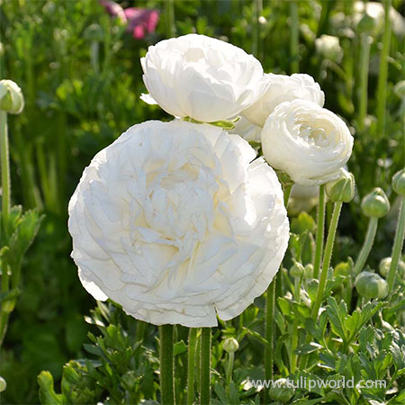 Tecolote® Ranunculus White - 28108