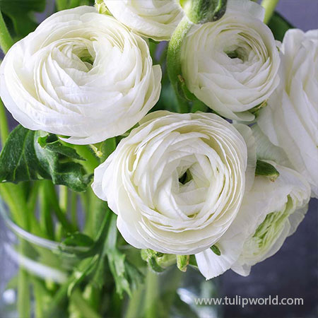 Tecolote® Ranunculus White 