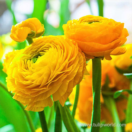 Tecolote® Ranunculus Yellow - 28114