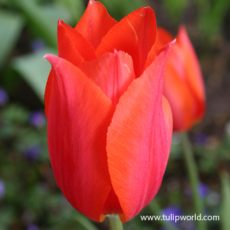 Temple of Beauty Single Late Tulip - 39156