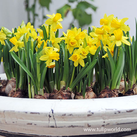 Tete A Tete Daffodil Pre-Chilled pre-chilled bulbs, daffodils for southern gardens, tete a tete daffodils, flower bulbs for the south, dwarf daffodils, daffodils for sale 
