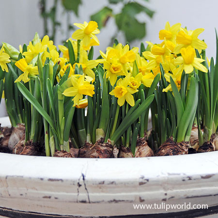 Tete-a-Tete Miniature Daffodil Bulbs, Narcissus