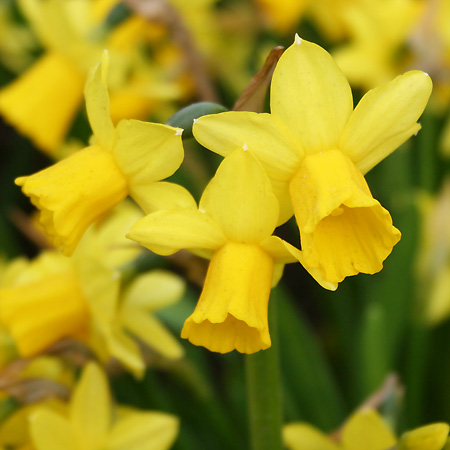 Pre Chilled Bulbs Tete A Tete Daffodils Daffodils For Southern Gardens