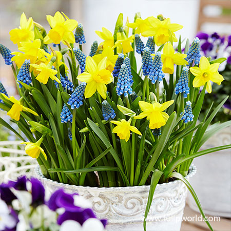 Tete a Tete Daffodil & Grape Hyacinth Blend Pre-Chilled pre-chilled bulbs, pre-chilled tulips, muscari for growing indoors, flower bulbs for indoor growing, flower bulbs for the south
