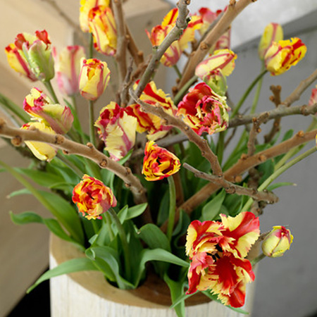 Texas Flame Parrot Tulip - 38154