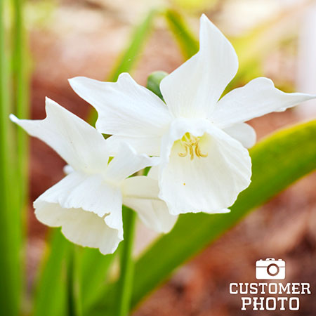 Thalia Daffodil Narcissus - 32119