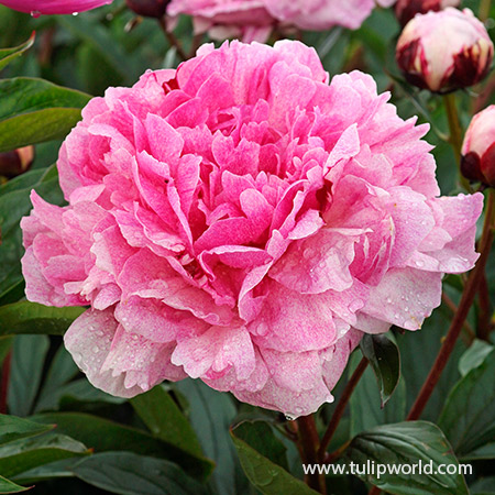 The Fawn Peony 