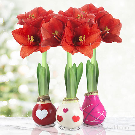 The Sweetheart Waxed Amaryllis Collection (3-Pack)