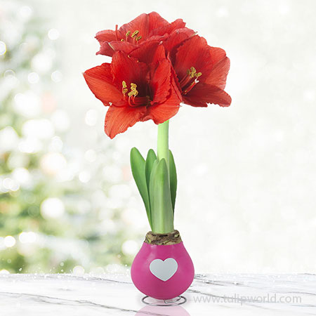 Tickled Pink Waxed Amaryllis Pink Waxed Amaryllis, Unique Holiday Gift, Hand-Dipped Wax Covered Bulb, Holiday Flowers