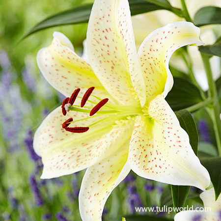 Tiger Moon Oriental Lily oriental lily, oriental lily care, oriental lily varieties, stargazer lily, tiger moon, tiger moon lily, tiger moon oriental lily, stargazer lilies, lilium hybrids, oriental lilies for sale