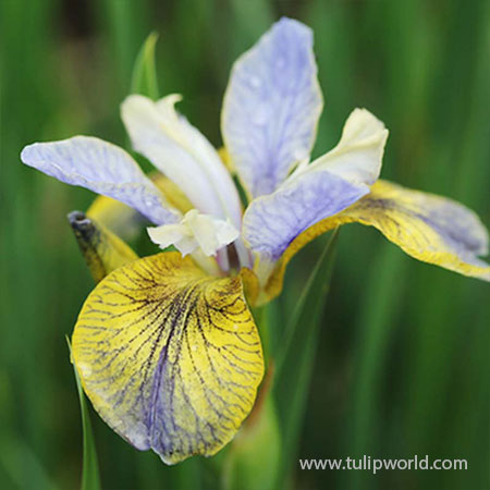 Tipped in Blue Siberian Iris 