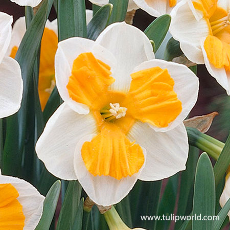 Tricollet Daffodil - 32121