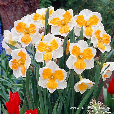 Tricollet Daffodil altruist daffodil, unique daffodil, rare daffodil, peach daffodils, orange daffodils, small cupped daffodils, daffodils for naturalizing