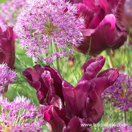 Velvet Temptation Tulip &amp; Allium Blend