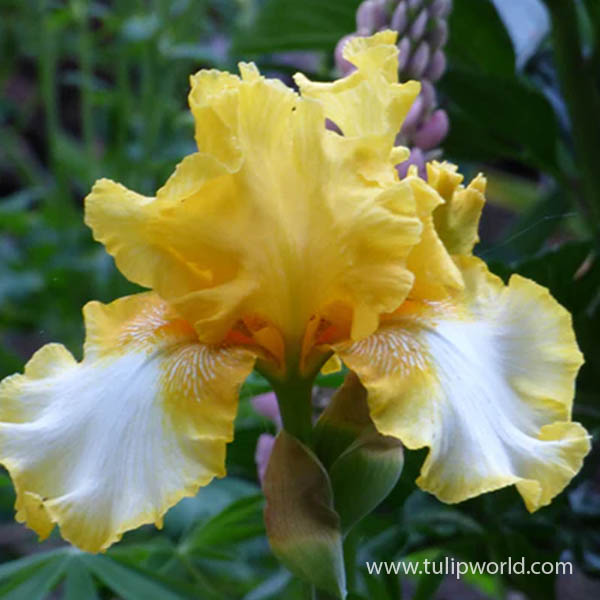 Vested Interest Bearded Iris