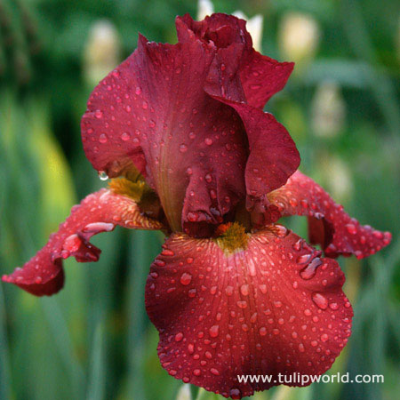 Warm Bearded Iris Collection - 35154
