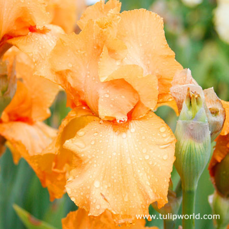 Warm Bearded Iris Collection - 35154