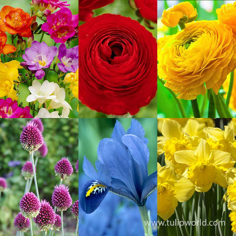 Warm Climate Spring Blooming Garden Collection fall planted bulbs for zone 8, fall planted bulbs for zone 9, fall planted bulbs for warm climates, what bulbs to plant in the south, southern flower bulbs, buttercups for sale, freesia for sale