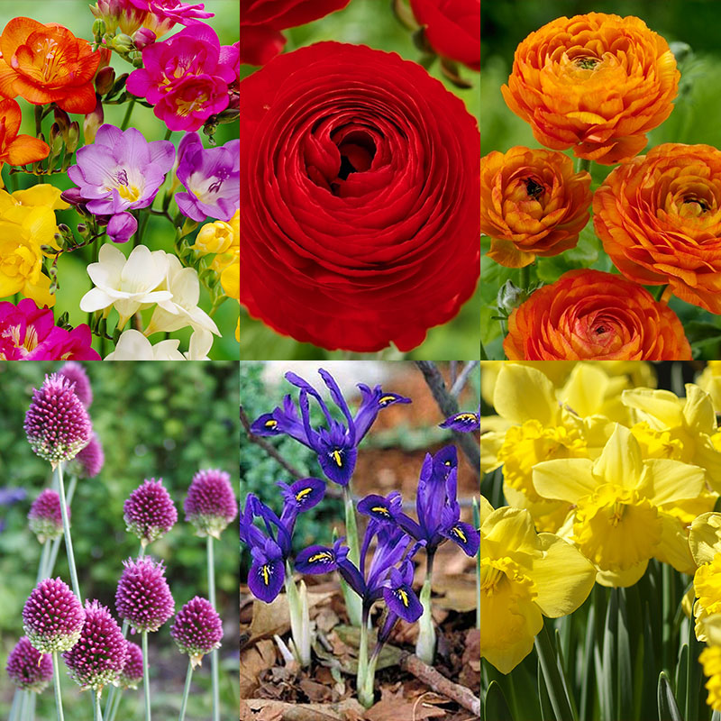 Warm Climate Spring Blooming Garden Collection fall planted bulbs for zone 8, fall planted bulbs for zone 9, fall planted bulbs for warm climates, what bulbs to plant in the south, southern flower bulbs, buttercups for sale, freesia for sale