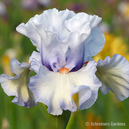 Waterline Bearded Iris 