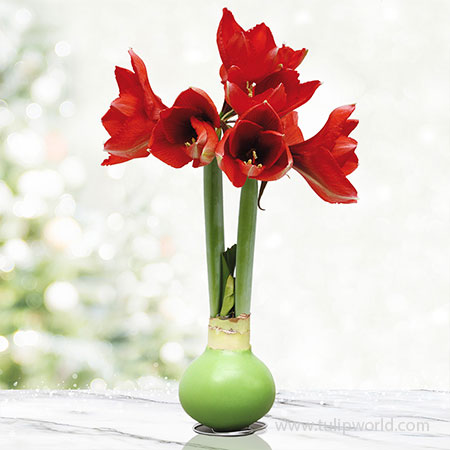 Jolly Waxed Amaryllis Green Waxed Amaryllis, Wax-Dipped To Perfection, Hand-Selected Flower Bulbs, No Water Needed, No Soil Needed