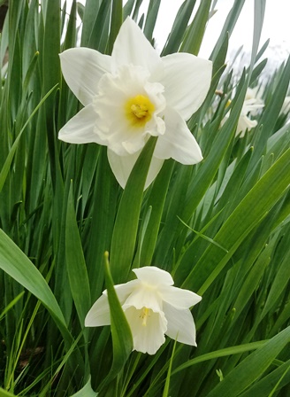 White Daffodil Mount Hood 100 bulbs - 32102