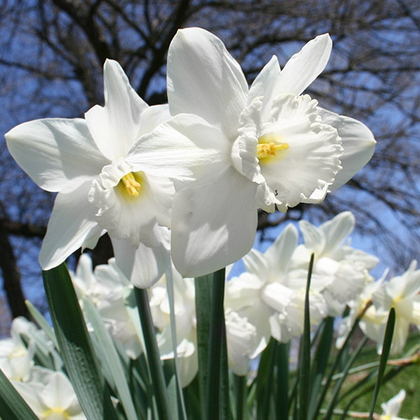 Daffodils