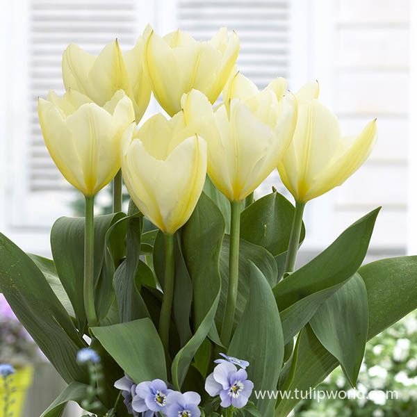 White Emperor Tulip Pre-Chilled