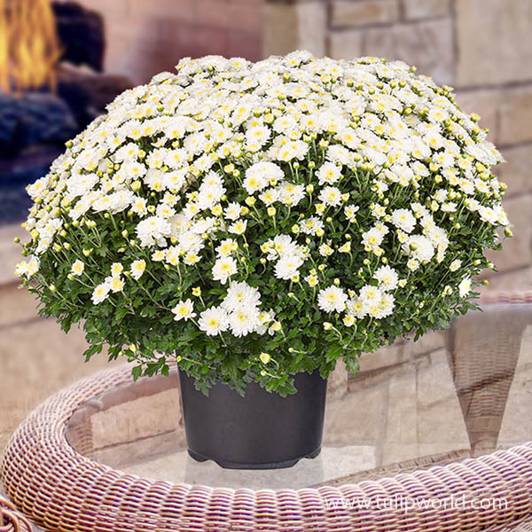 White Garden Mum Pre-Potted Trio