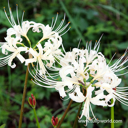 White Lycoris- Lycoris Albiflora 