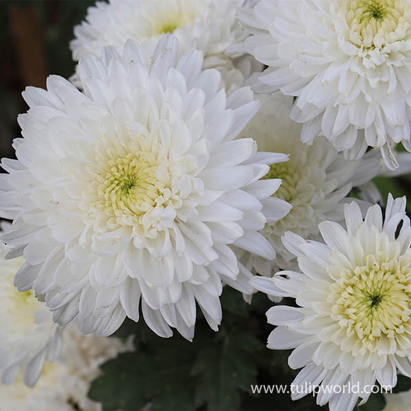 White Pre-Potted Garden Mum