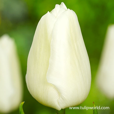 White Prince Single Early Tulip - 39160