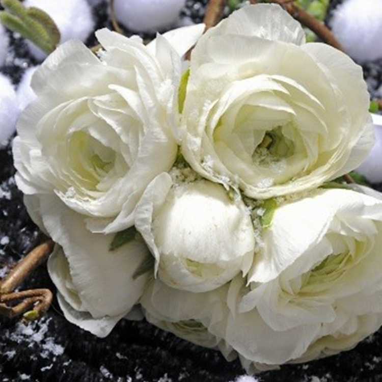 White Ranunculus 